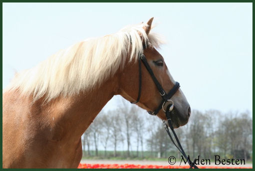 Foto 3 M. den Besten